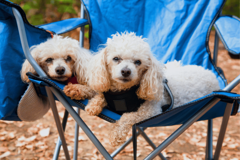 Acampamento Com Cachorro em Parque Nacional de Ecoturismo