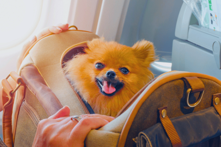 Viagem Internacional Com Cachorro de Pequeno Porte