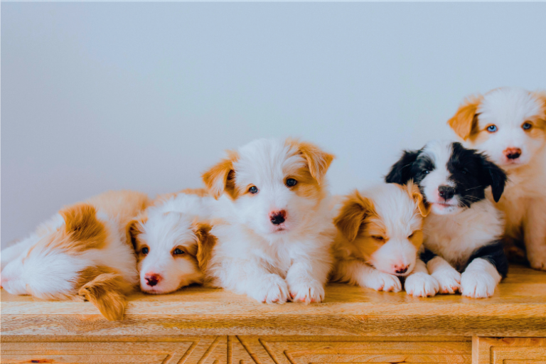 Os 10 Cães Que Podem Ser Considerados Os Mais Fofos