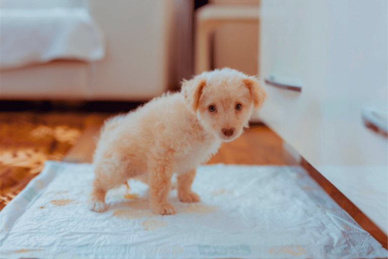 Dicas Que Podem Ajudar Seu Cachorro a Fazer Xixi No Lugar Certo