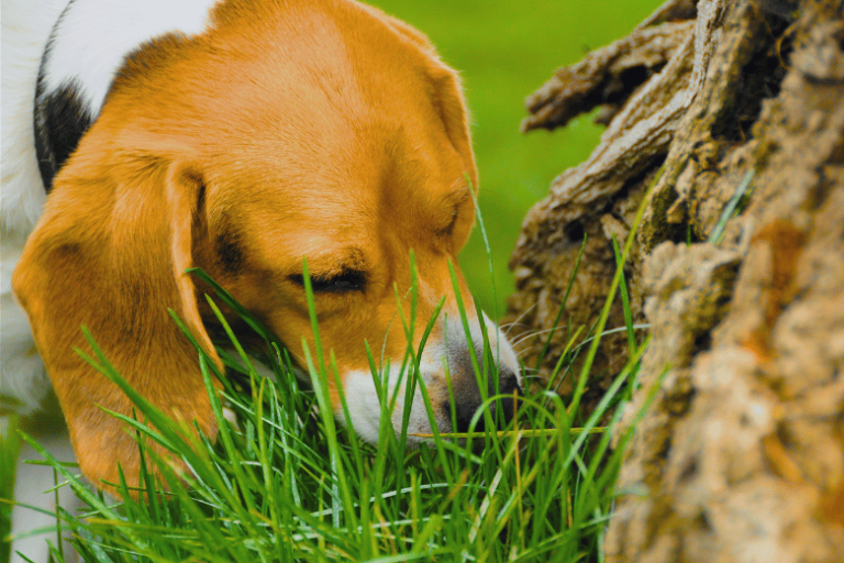 Cães Que Comem Grama: O Que Pode Ser Isso?