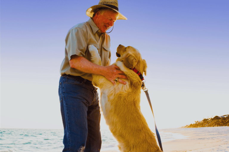 Cães Que Pulam Nas Pessoas: Como Pode Ser Evitado Esse Modo