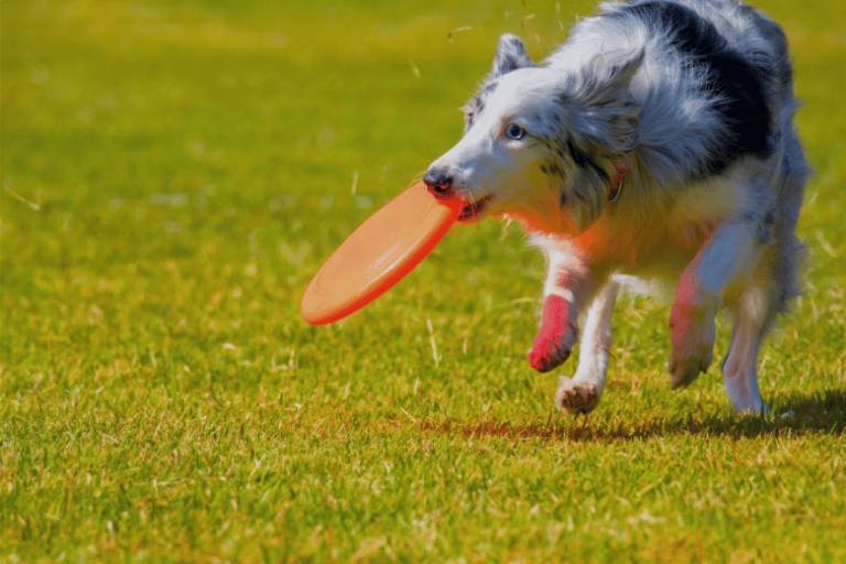 Cães Inteligentes Para Adestramento