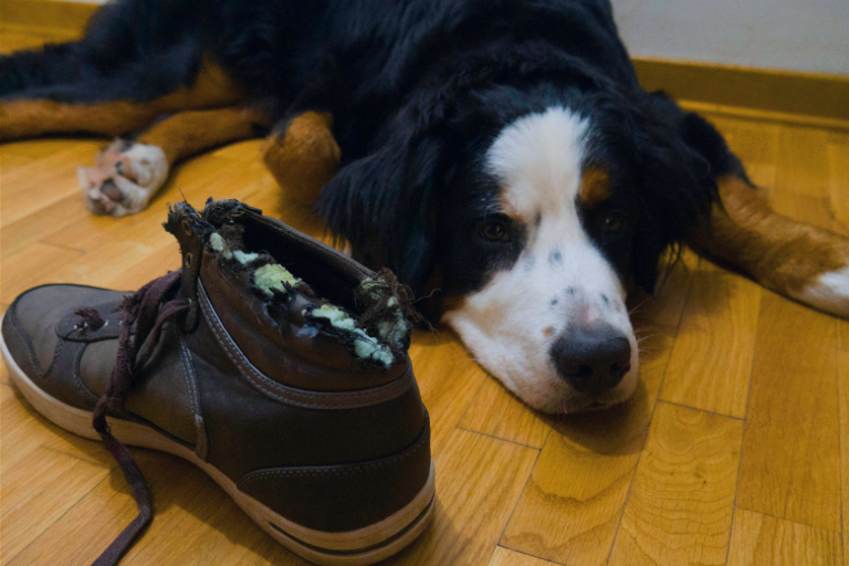 Entendendo Os Comportamentos Destrutivos De Cães Em Casa
