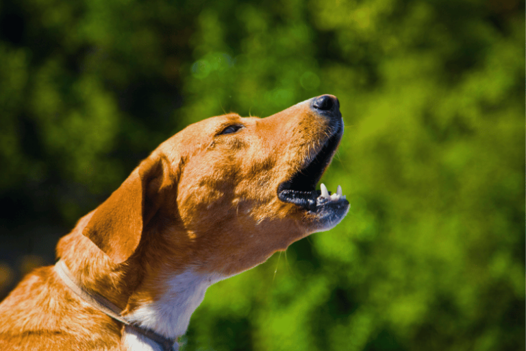 Pode Reclamar Do Cachorro Do Vizinho?