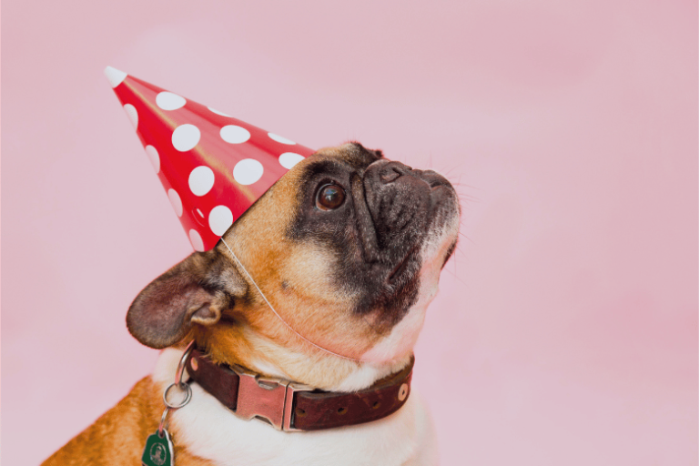 Treinando seu Cachorro Para se Comportar em Eventos Sociais
