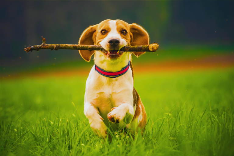 Descubra Algumas Linhagens de Cachorro Que Podem Se Encaixar No Seu Estilo De Vida