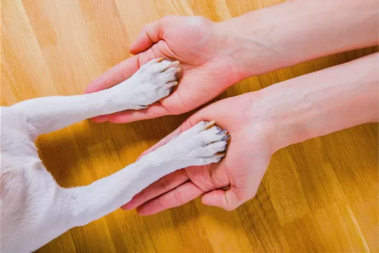 A Linguagem Corporal Canina: O Que Seu Cachorro Pode Estar Querendo Dizer Pra Você?
