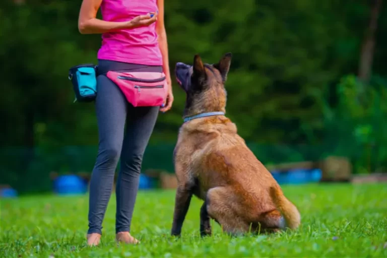 Algumas Formas Que Podem Ajudar Seu Cachorro A Realizar Tarefas Divertidas