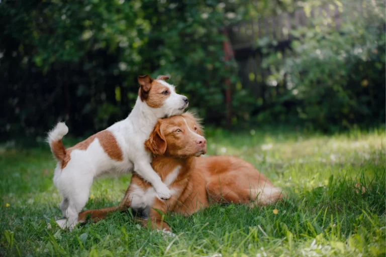 Socialização Canina: A Importância de Introduzir Seu Cachorro a Novos Ambientes