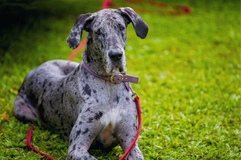 Dog Alemão: Conheça e Encante-se Com Esse Gentil Gigante