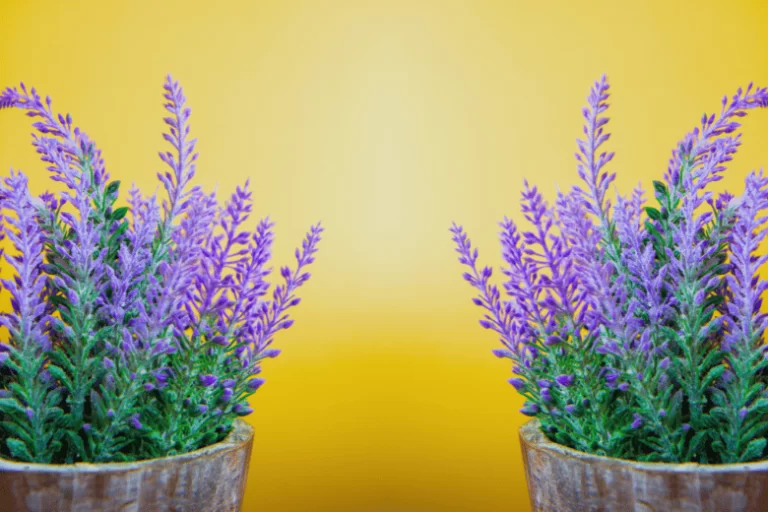Lavanda Como Cuidar: Guia Completo para Cultivar e Desfrutar dessa Maravilhosa e Versátil  Planta